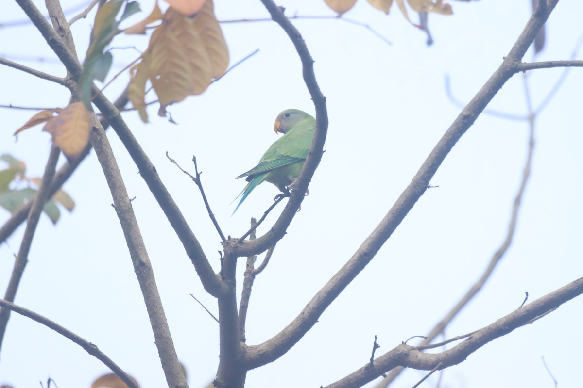 Plum-headed Parakeet - ML634003386