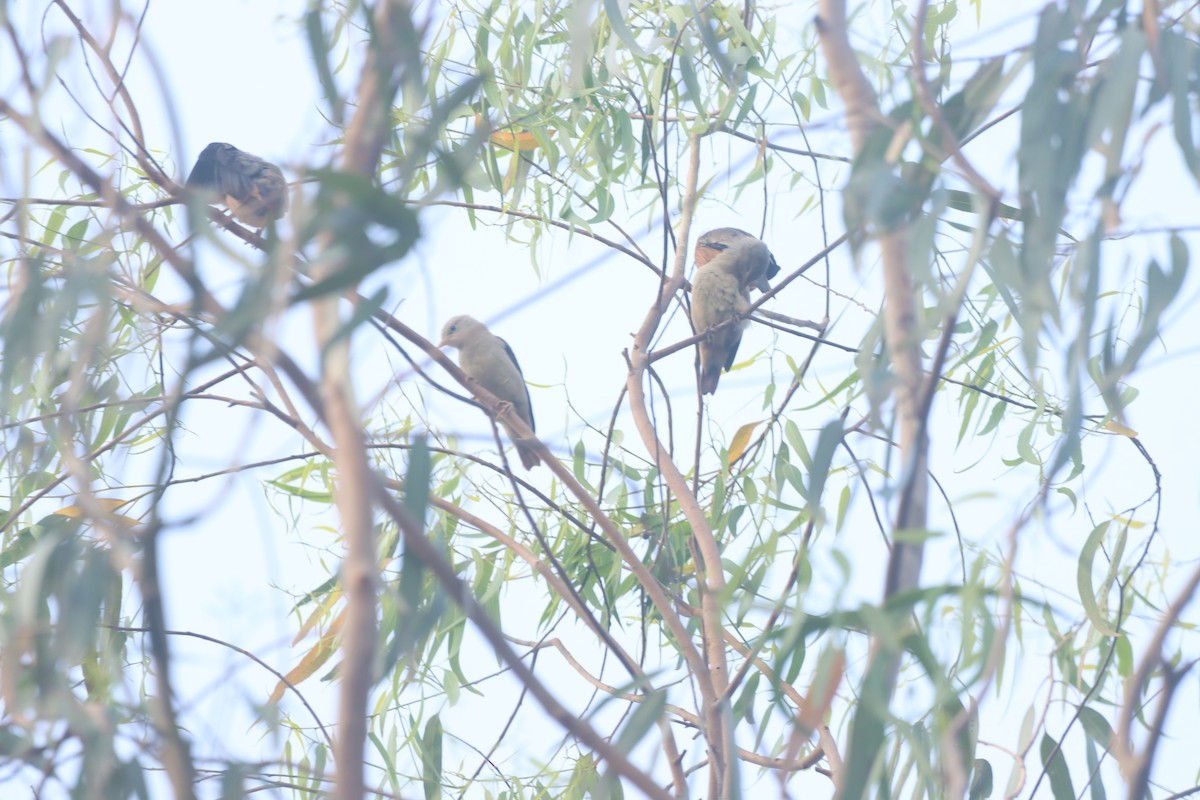Chestnut-tailed Starling - ML634003423