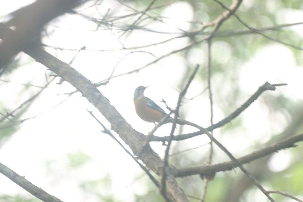 Orange-headed Thrush - ML634003514