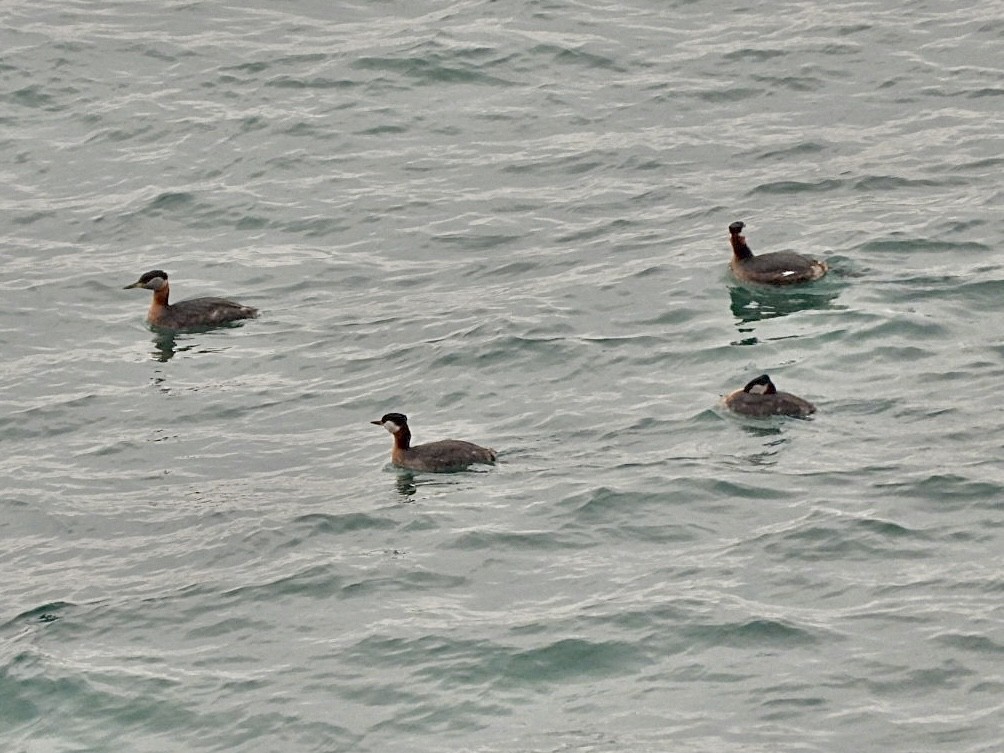 Red-necked Grebe - ML634003550
