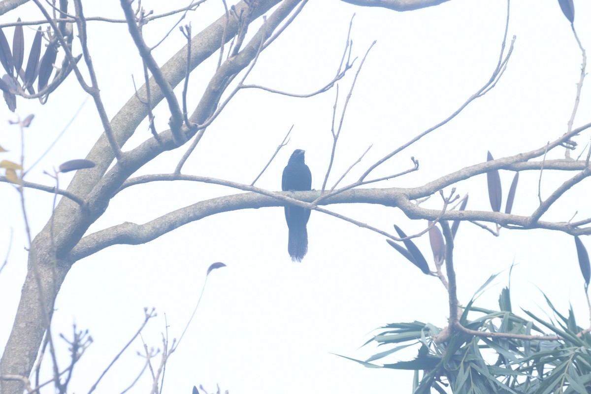 Asian Koel - ML634003594