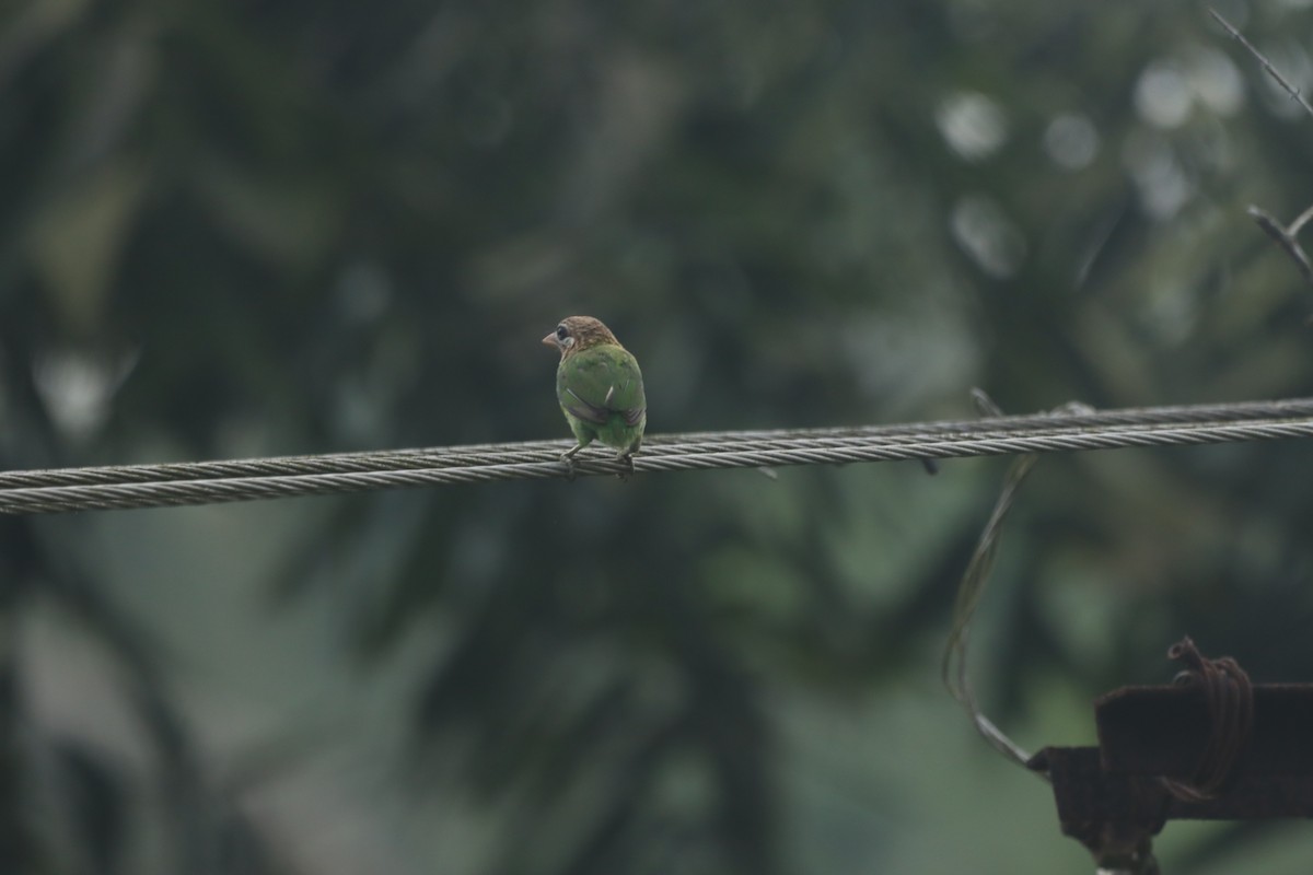 White-cheeked Barbet - ML634003607