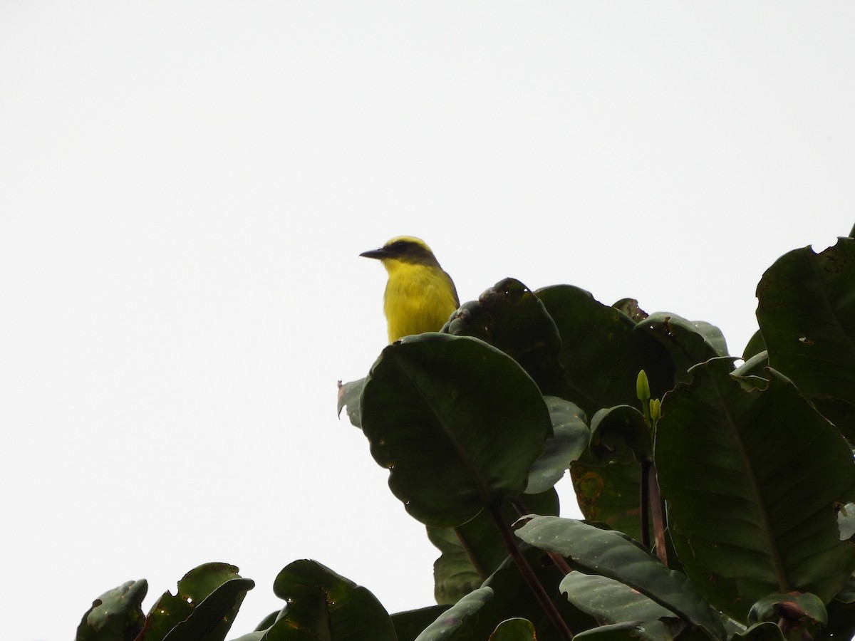 Lemon-browed Flycatcher - ML634003619
