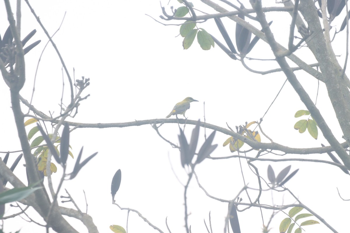 Indian Golden Oriole - ML634003626