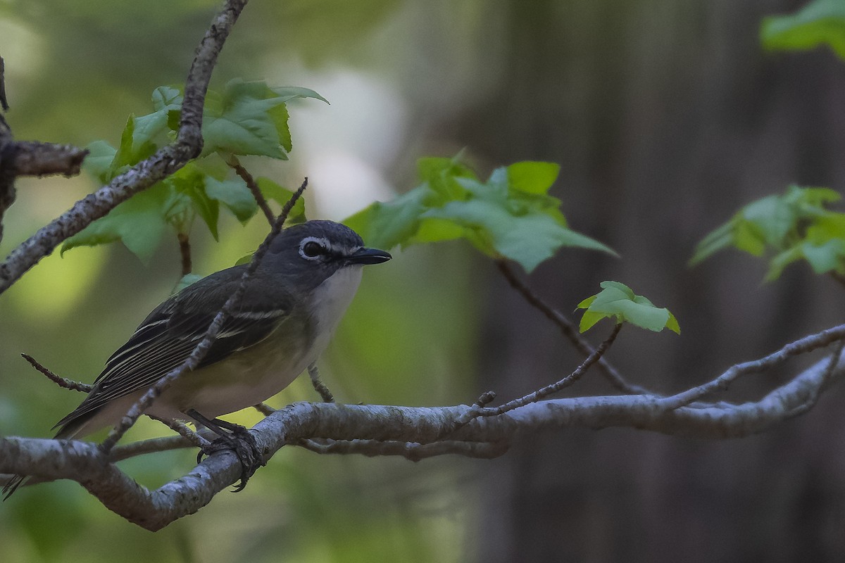 Blue-headed Vireo - ML634003771