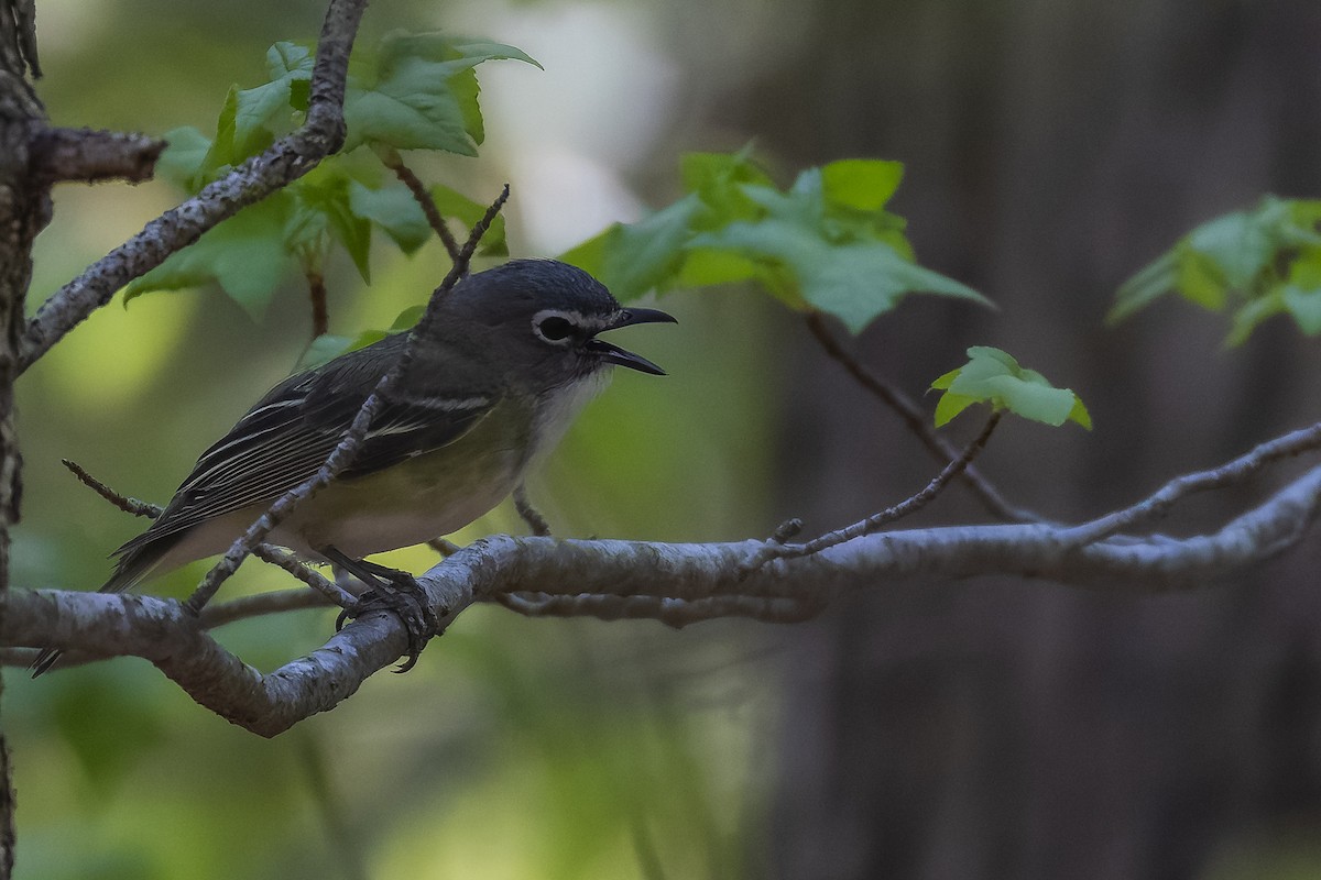 Blue-headed Vireo - ML634003772