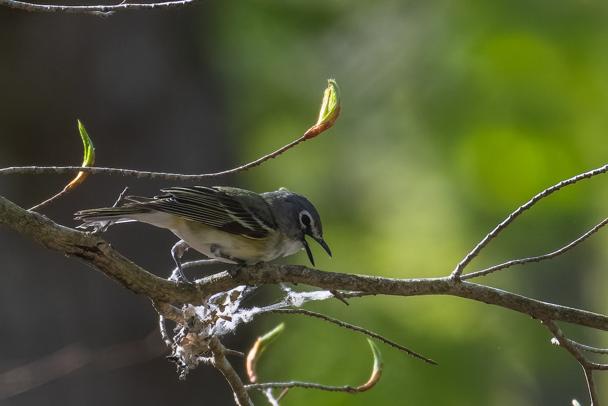 Blue-headed Vireo - ML634003773