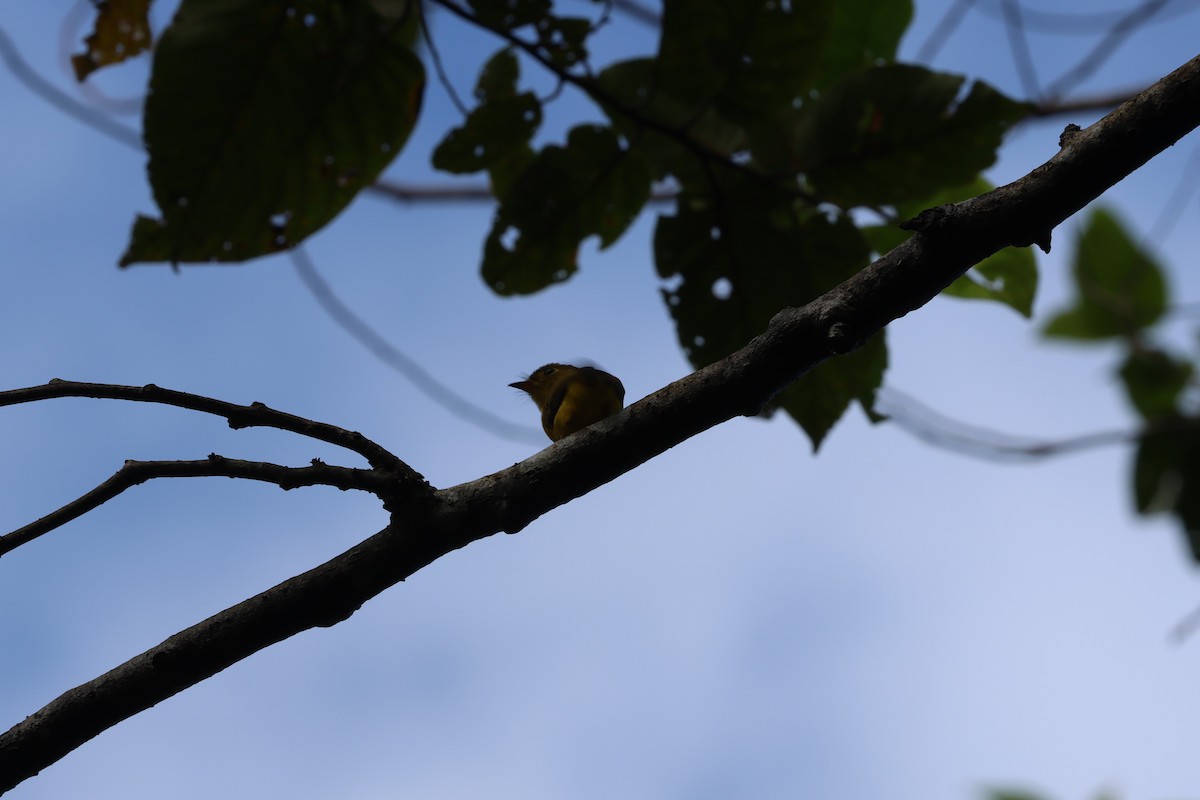 Citrine Canary-Flycatcher - ML634003895