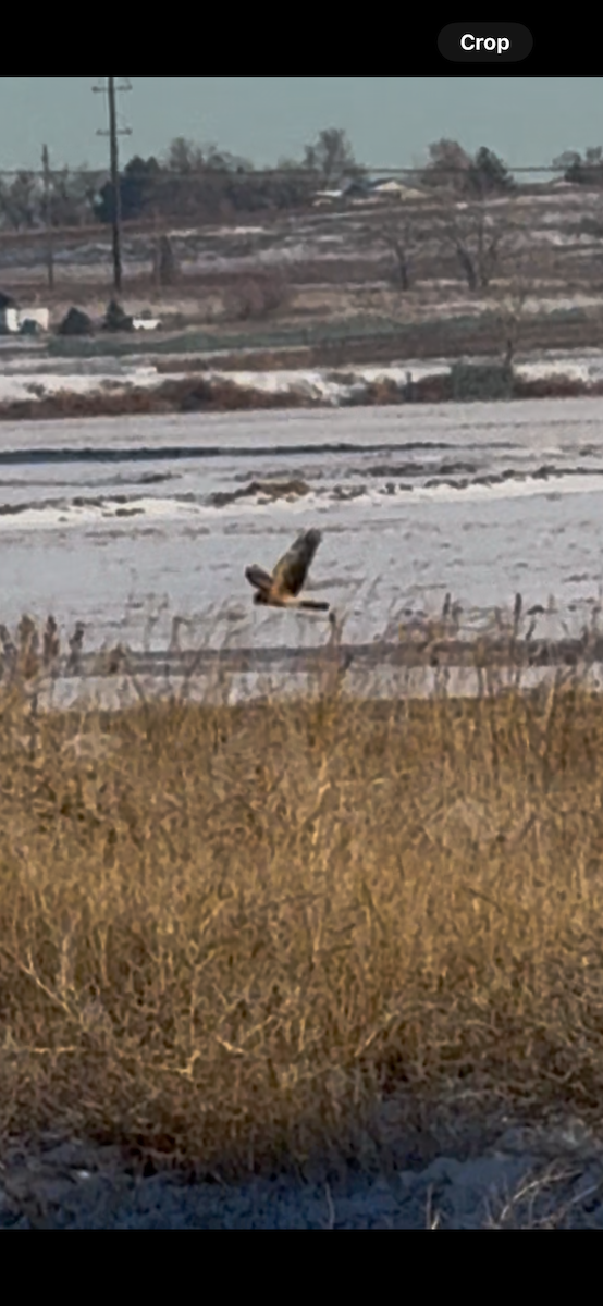 Northern Harrier - ML634003898
