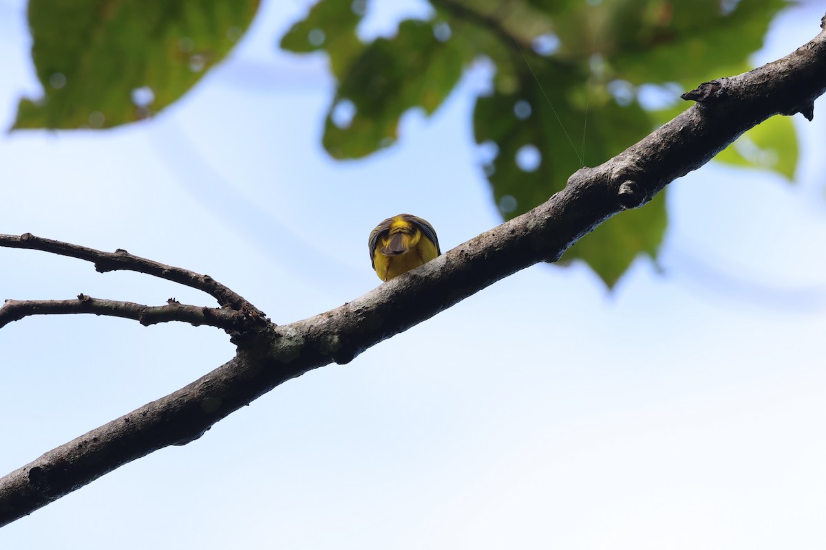 Citrine Canary-Flycatcher - ML634003907