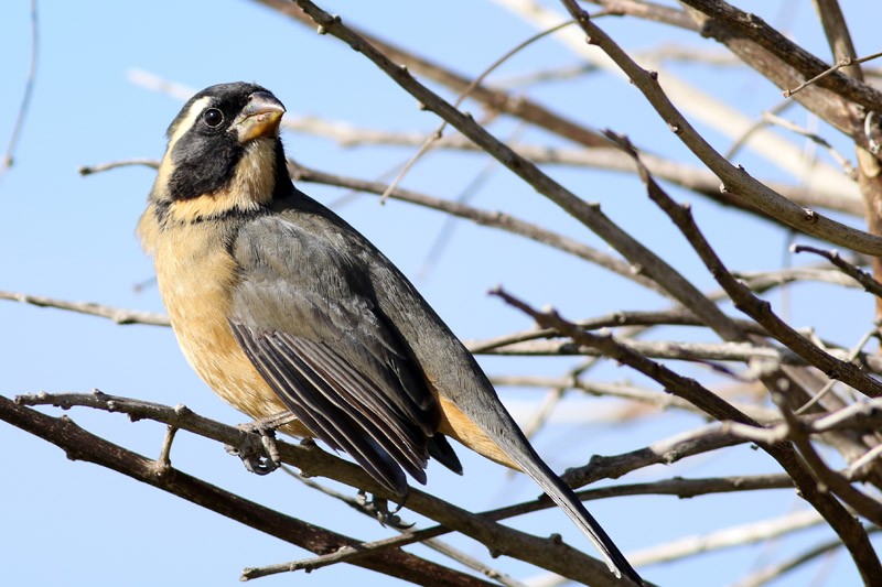 Golden-billed Saltator - J. Simón Tagtachian