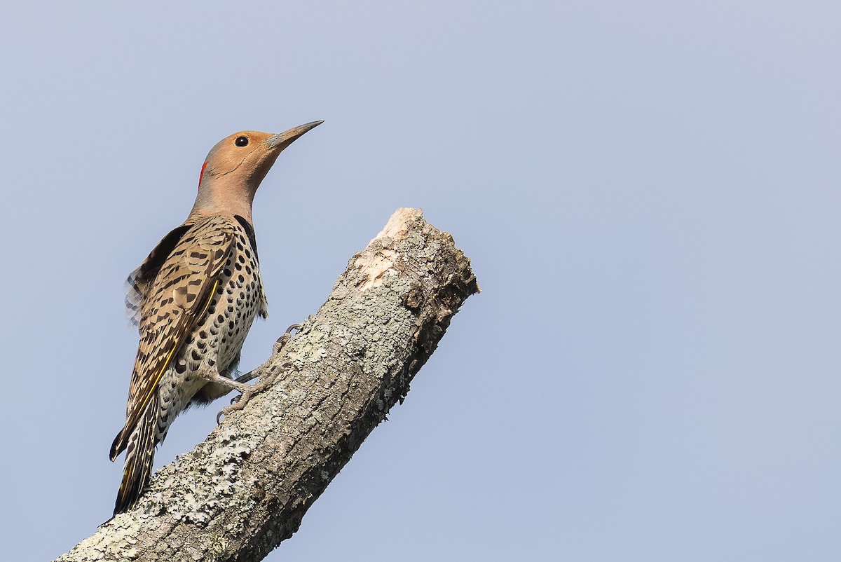 Northern Flicker (Yellow-shafted) - ML634003923