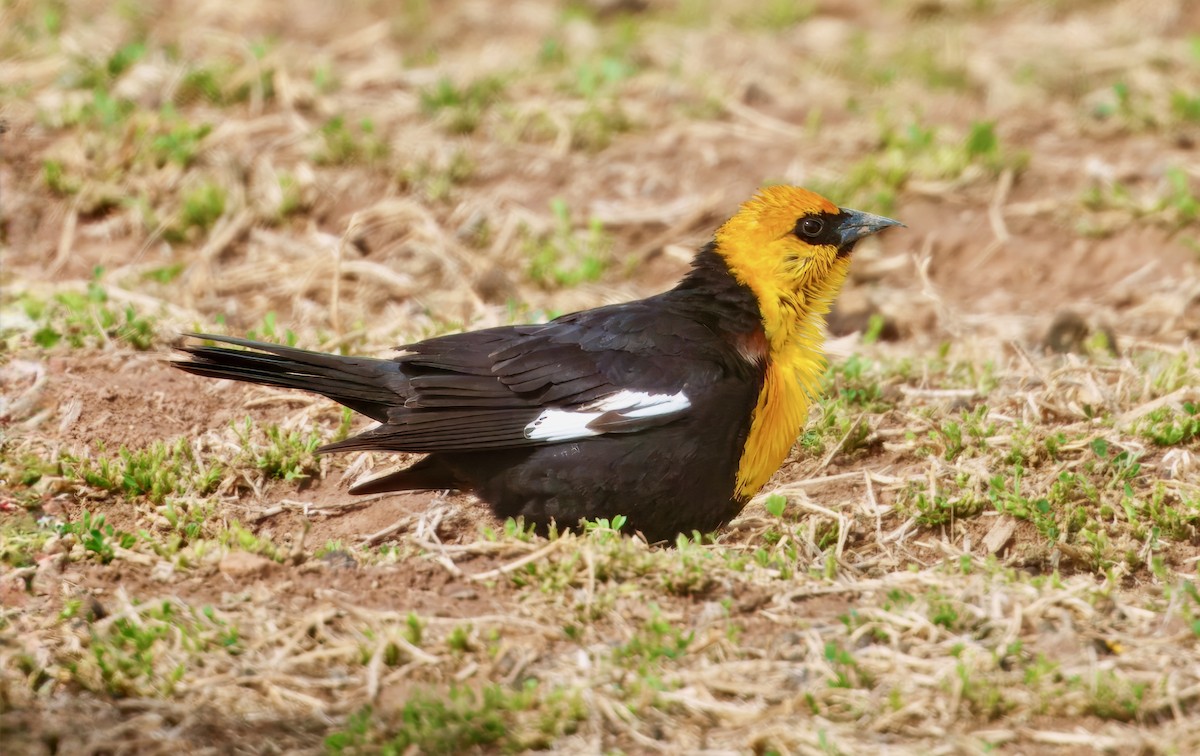 Yellow-headed Blackbird - ML634003948