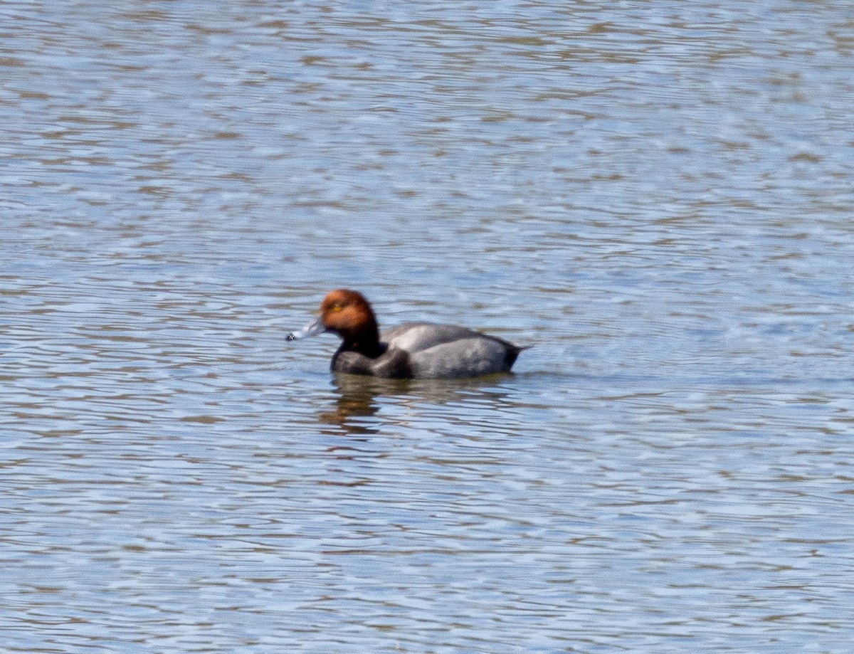 Redhead - ML634003957