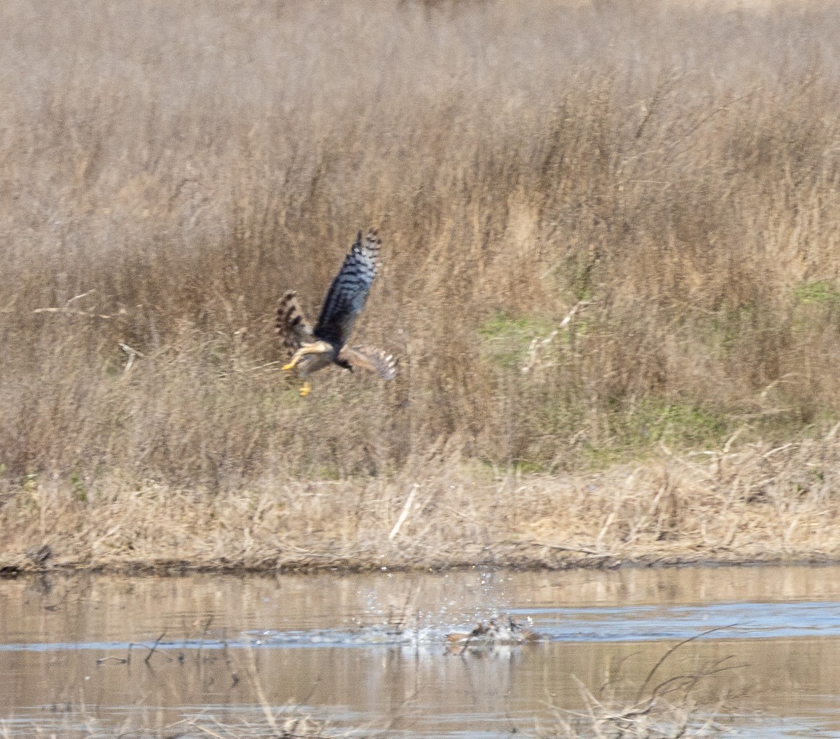 Northern Harrier - ML634003980