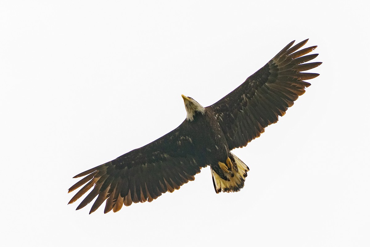 Bald Eagle - ML634004114
