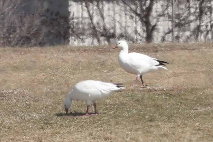 Snow/Ross's Goose - ML634004116
