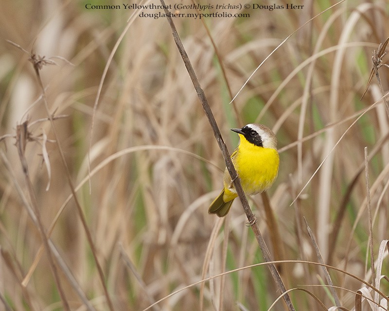 Common Yellowthroat - ML634004147