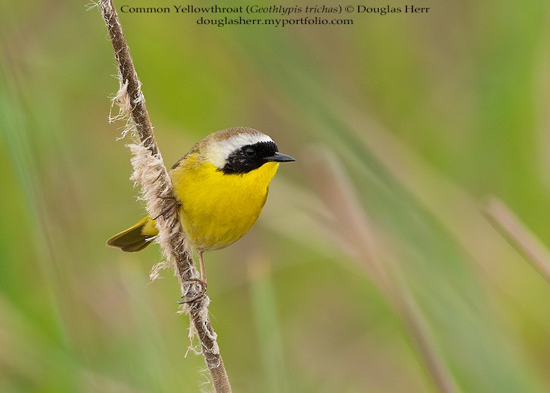 Common Yellowthroat - ML634004148