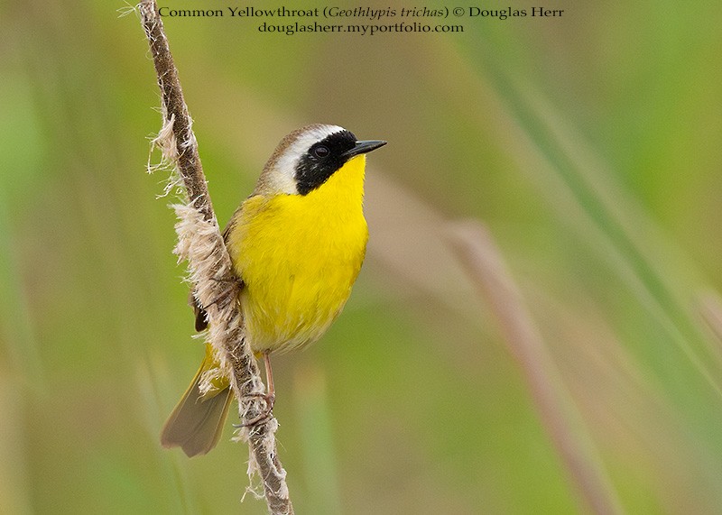 Common Yellowthroat - ML634004149