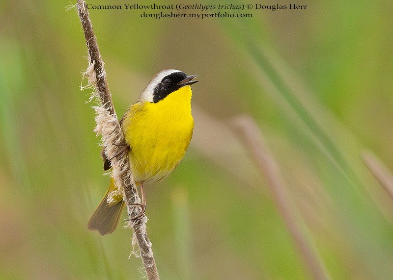 Common Yellowthroat - ML634004150