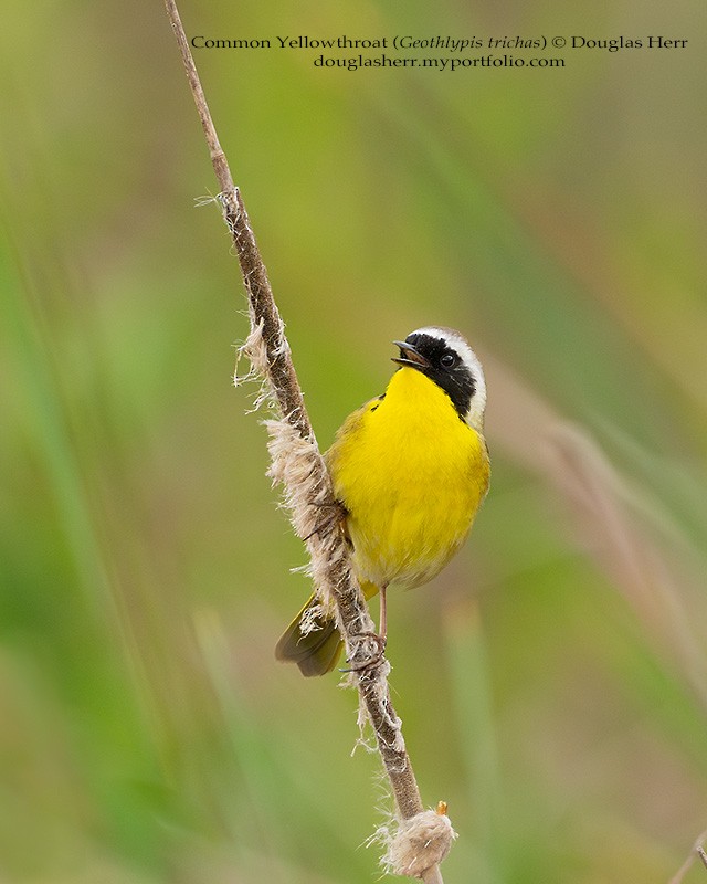 Common Yellowthroat - ML634004151