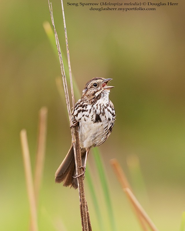 Song Sparrow - ML634004181