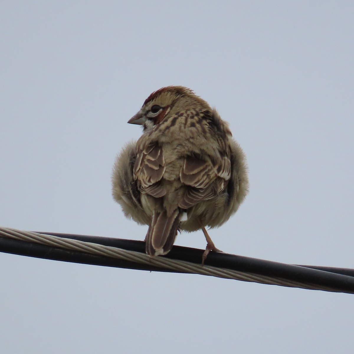 Lark Sparrow - ML634004284