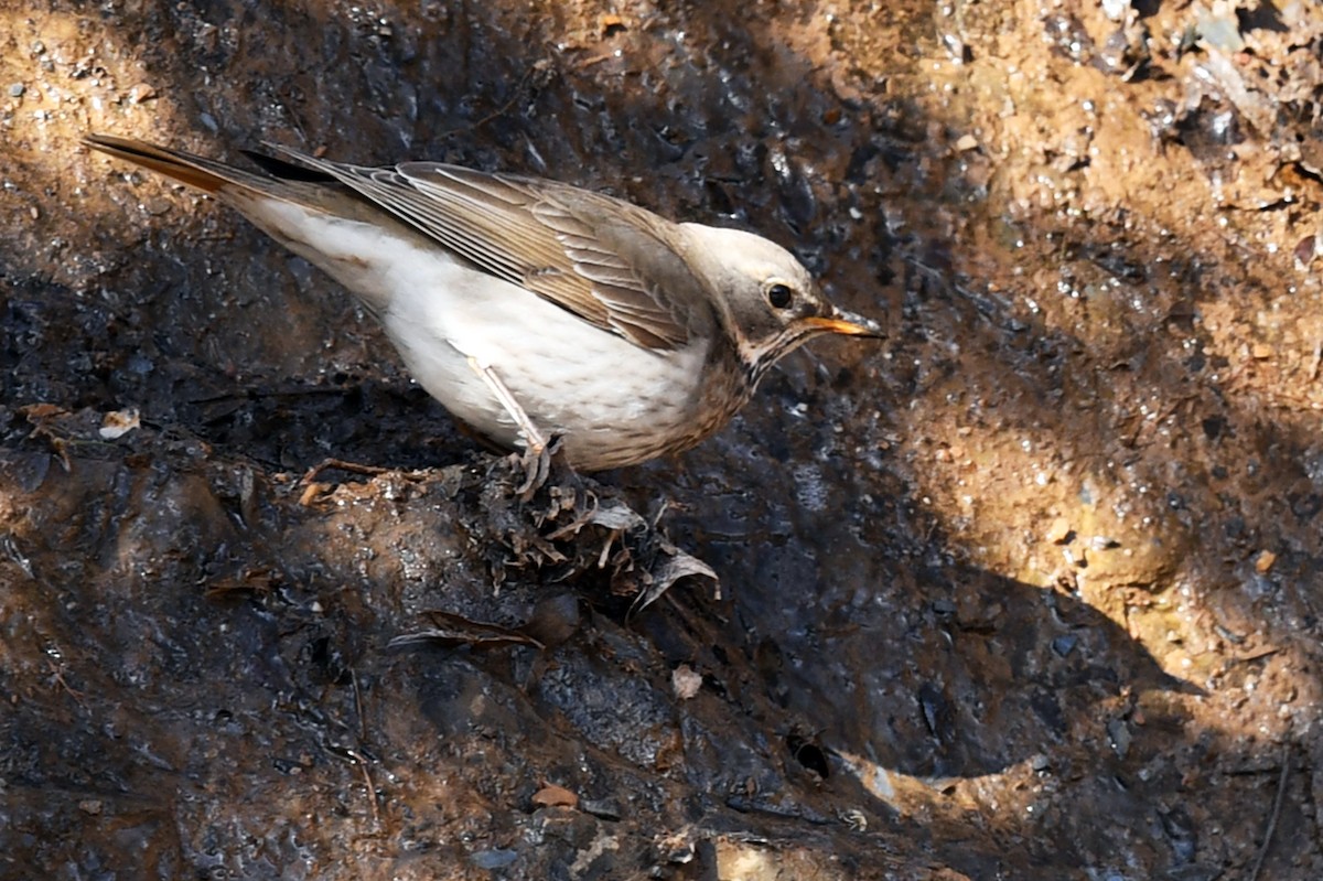 ノドアカツグミ - ML634004333