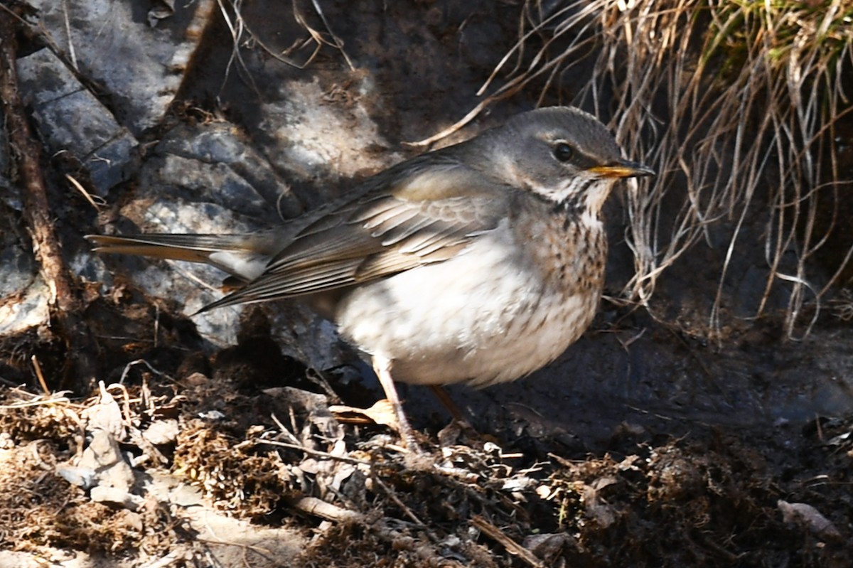 ノドアカツグミ - ML634004334