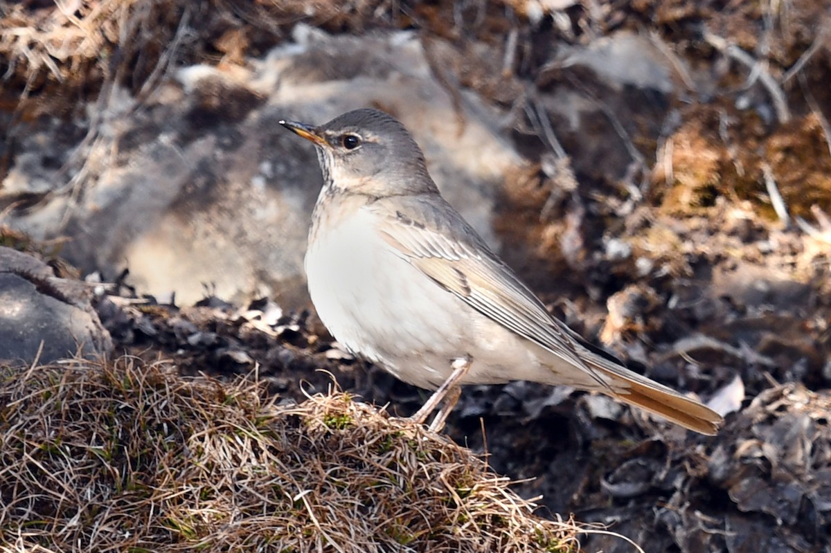 ノドアカツグミ - ML634004335