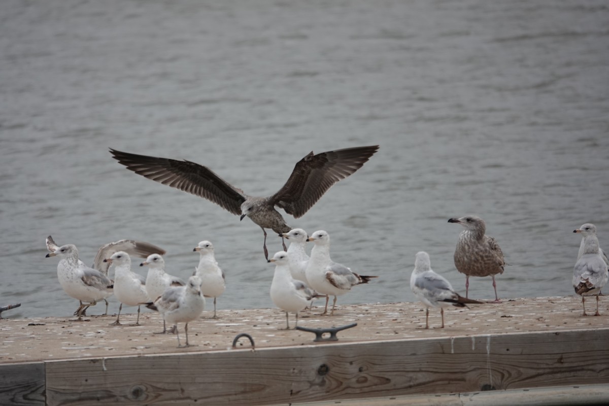 Heringsmöwe - ML634004338