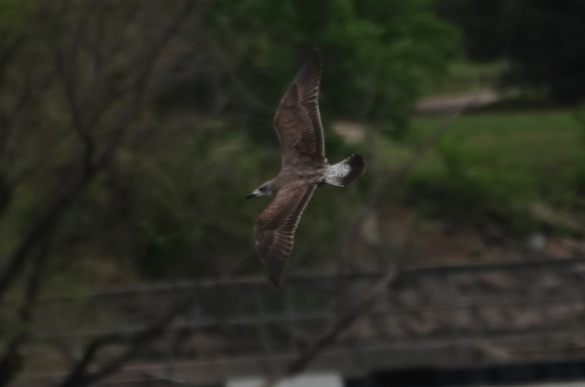 Heringsmöwe - ML634004350