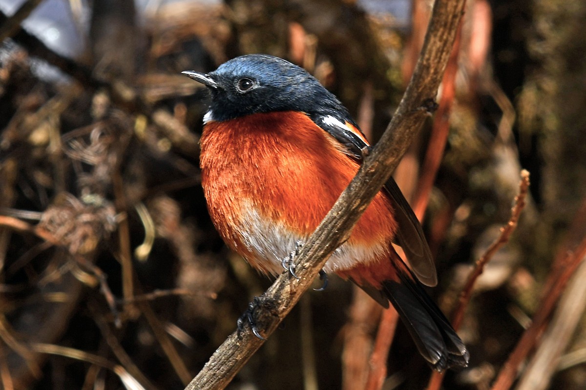 White-throated Redstart - ML634004389