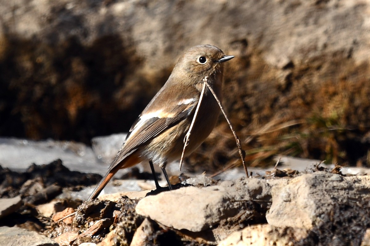 White-throated Redstart - ML634004432