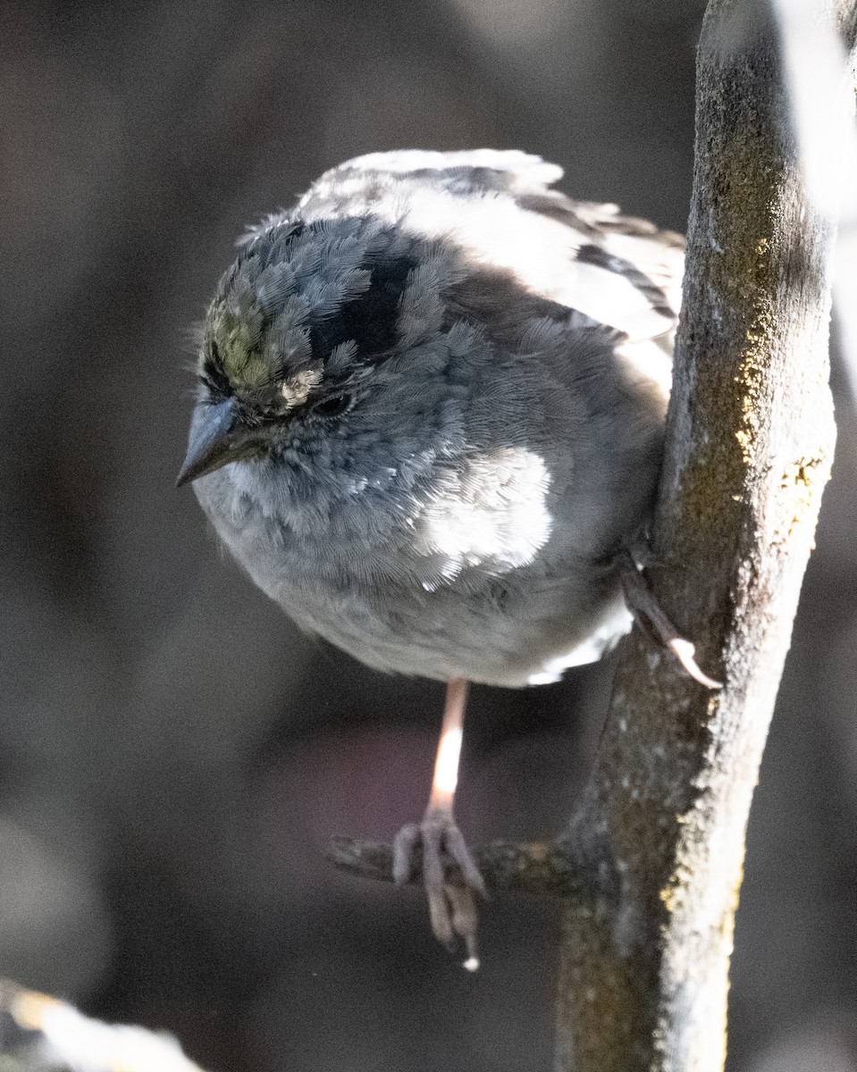 Golden-crowned Sparrow - ML634004446