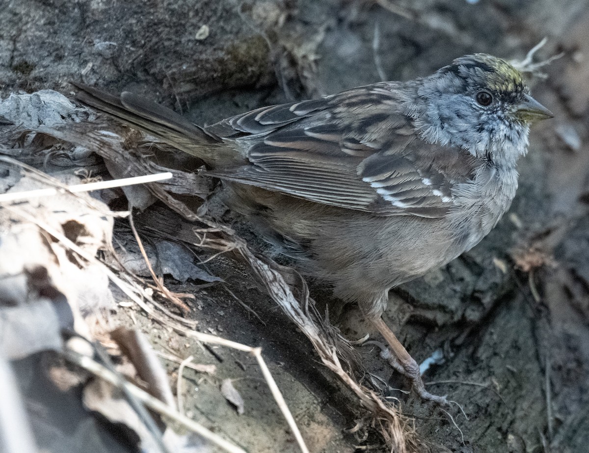 Golden-crowned Sparrow - ML634004447