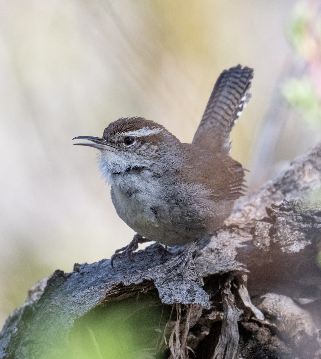 Bewick's Wren - ML634004520