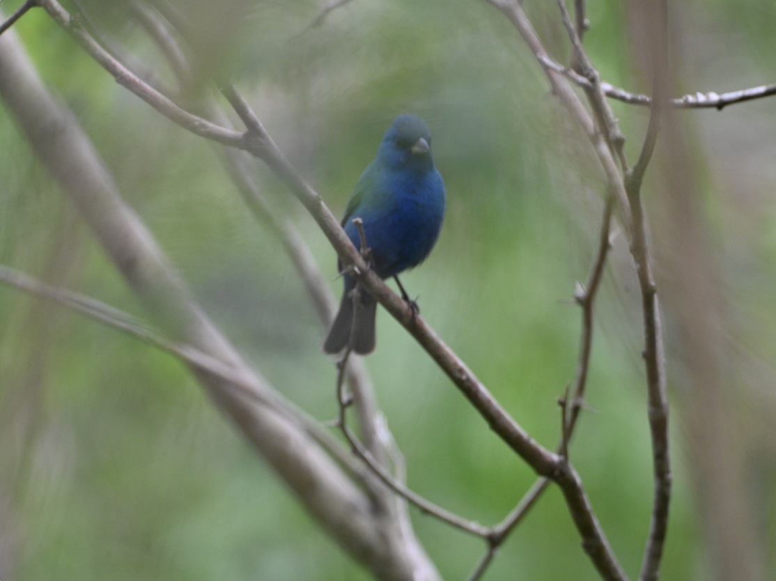 Indigo Bunting - ML634004529