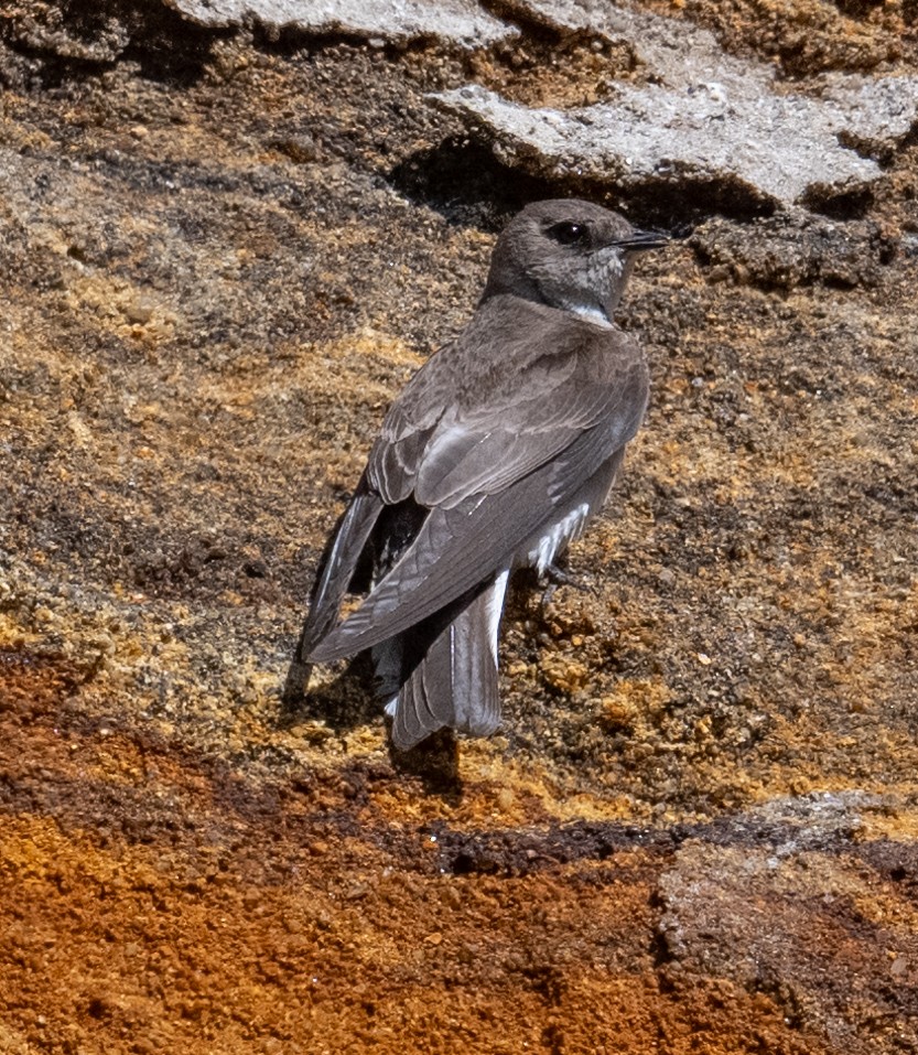 Northern Rough-winged Swallow - ML634004543