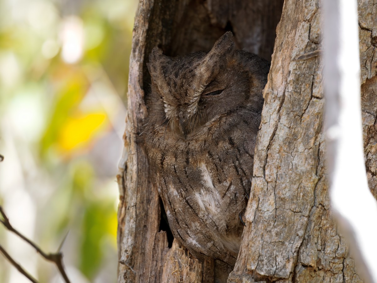 Madagascar Scops-Owl (Torotoroka) - ML634004655
