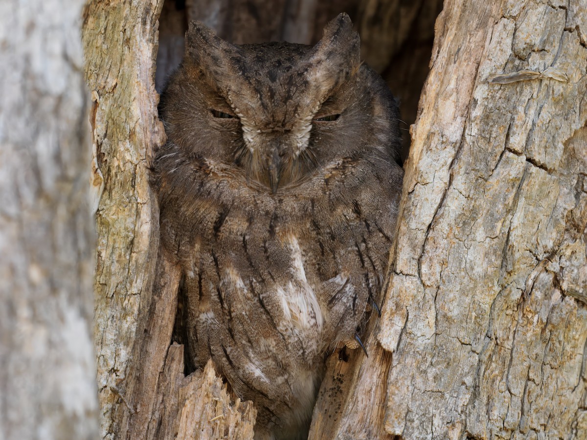 Madagascar Scops-Owl (Torotoroka) - ML634004656