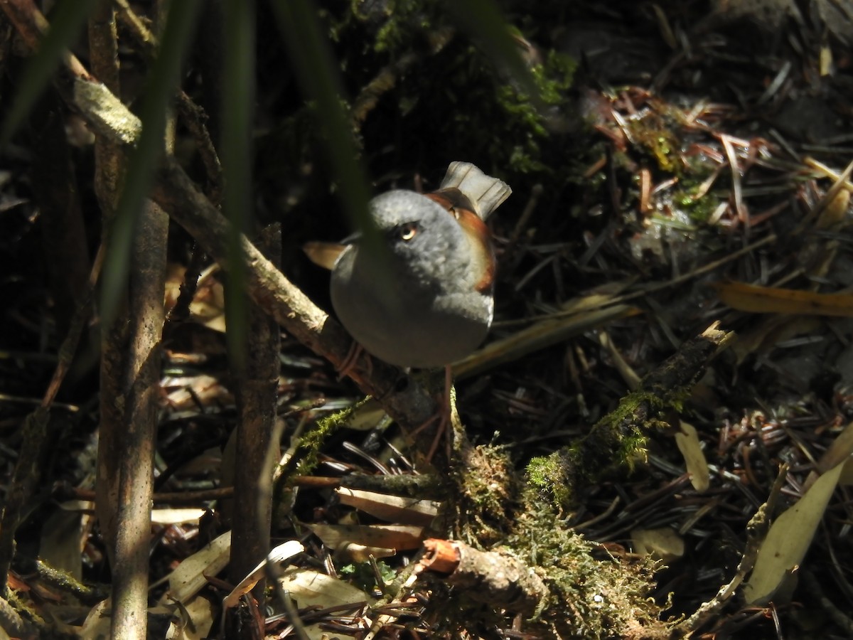 Maroon-backed Accentor - ML634004722