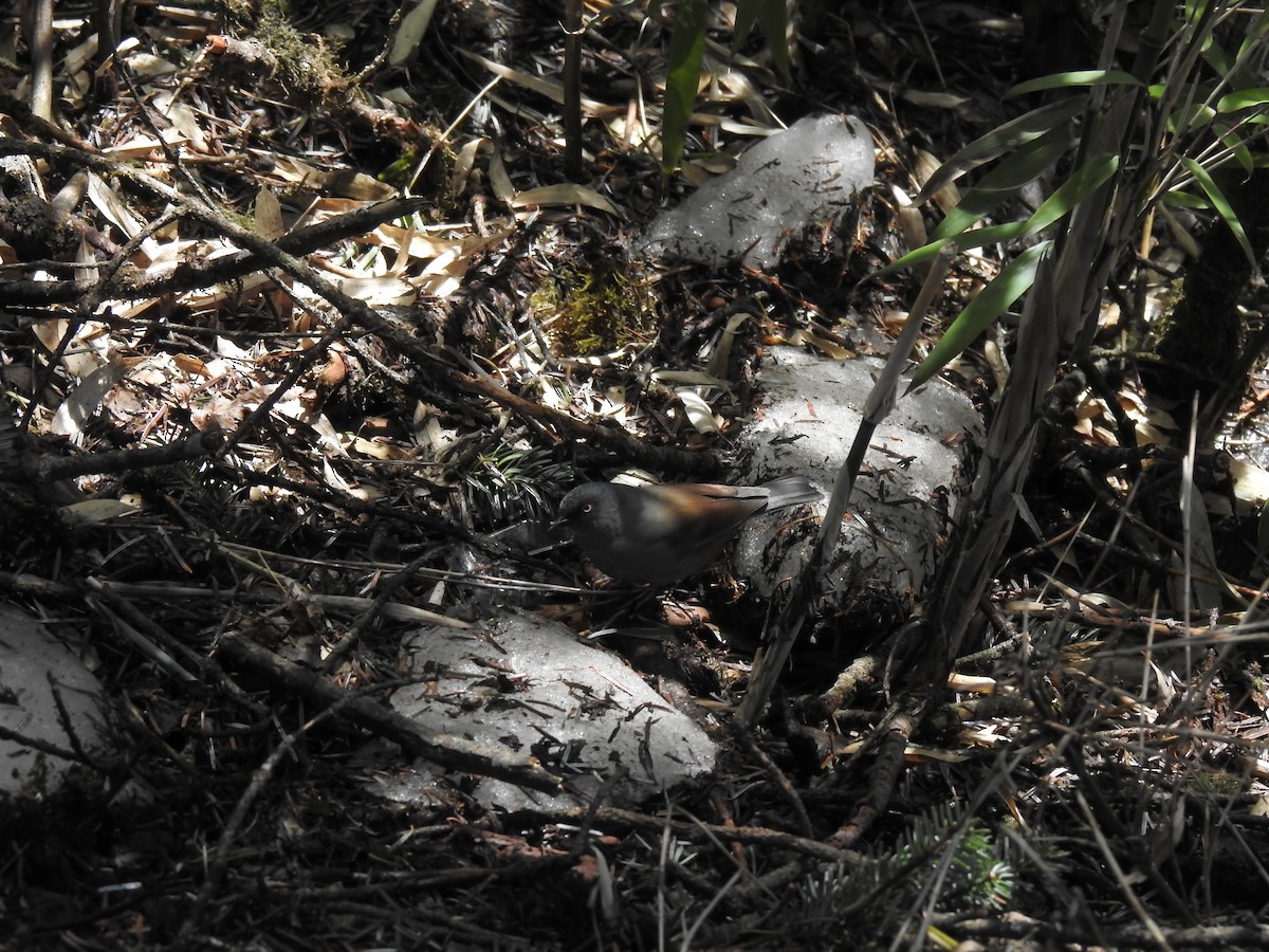 Maroon-backed Accentor - ML634004725