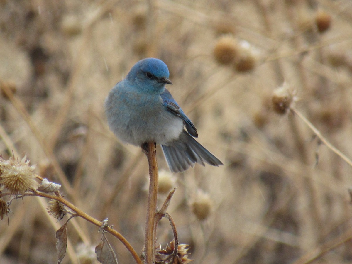 Mountain Bluebird - ML634004755