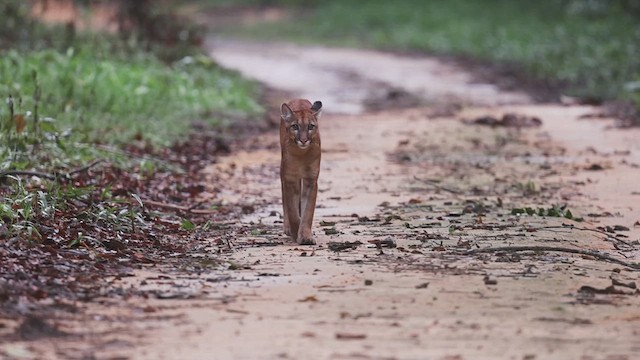 South American Mountain Lion - ML634004769
