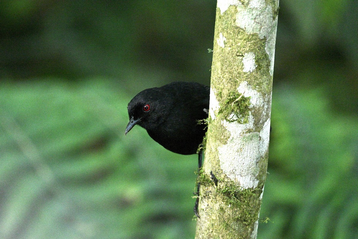 Western Fire-eye (Black-bellied) - ML634004779