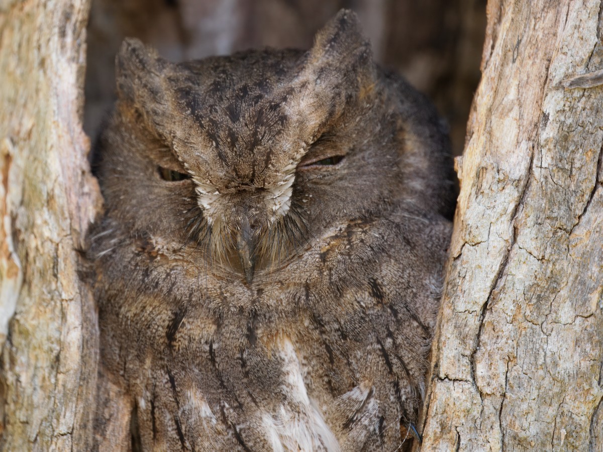 Madagascar Scops-Owl (Torotoroka) - ML634004871