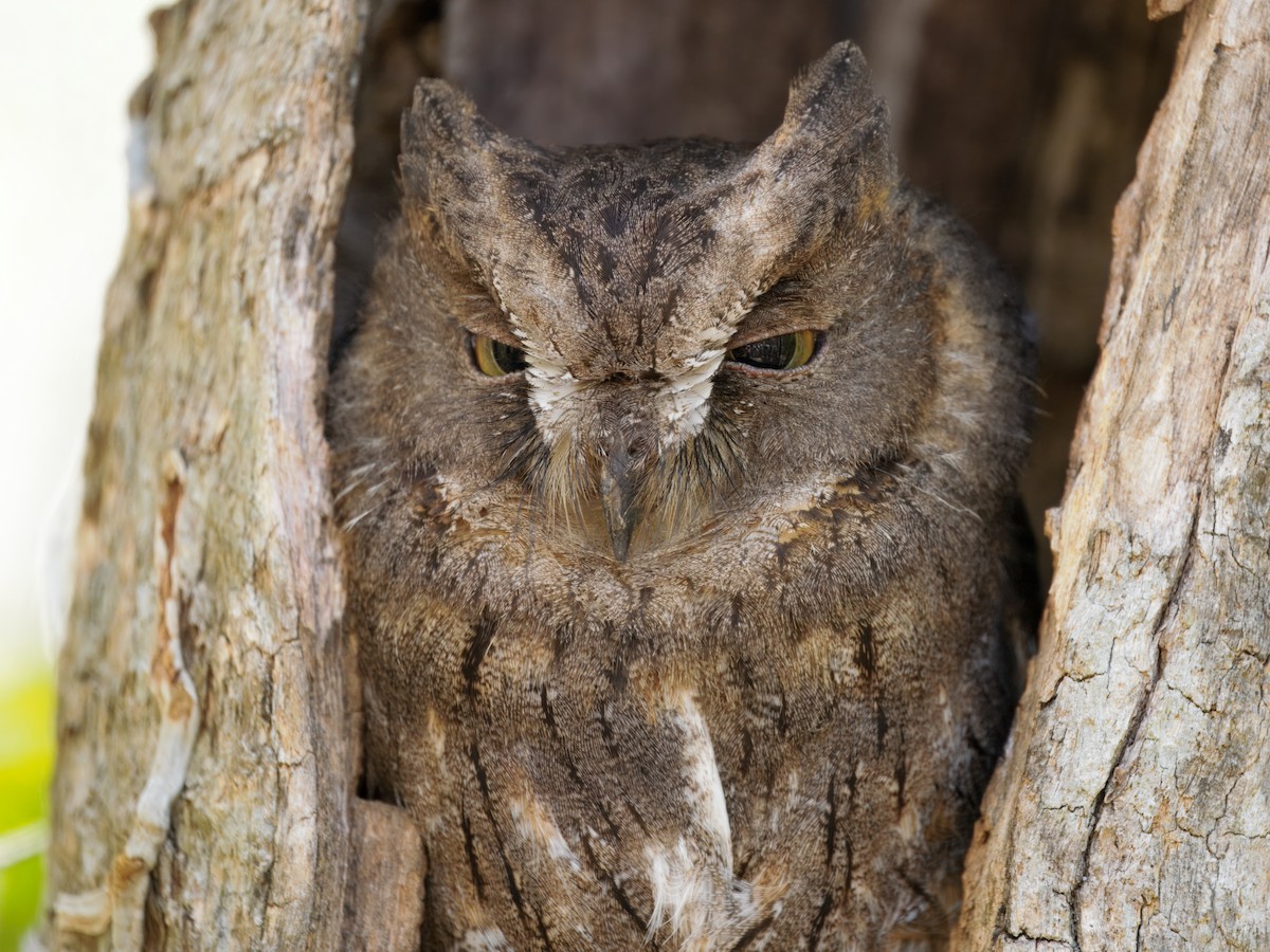 Madagascar Scops-Owl (Torotoroka) - ML634004873