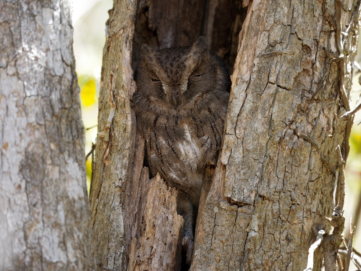 Madagascar Scops-Owl (Torotoroka) - ML634004874